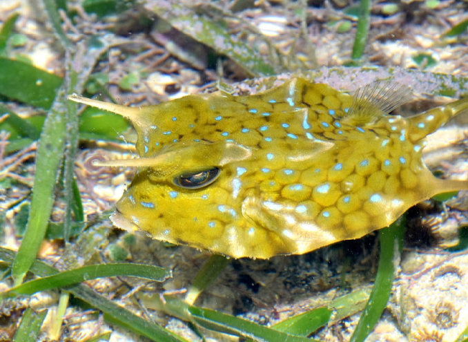Photograph of a boxfish